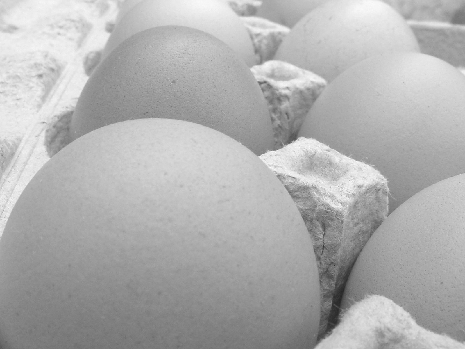 [eggs+large.JPG]