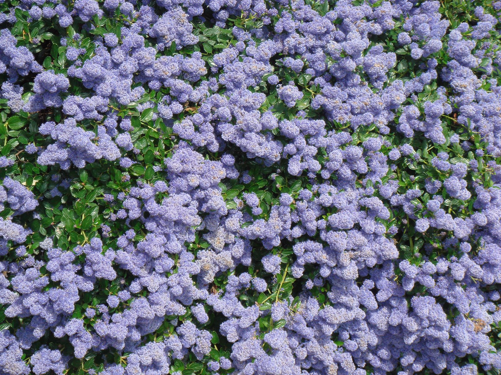 [buisson+de+fleurs+bleu.JPG]