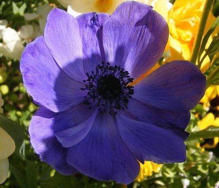 [purpleflower1.jpg]