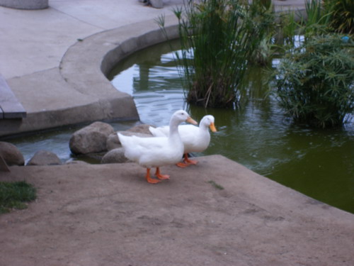 [ducks1.jpg]