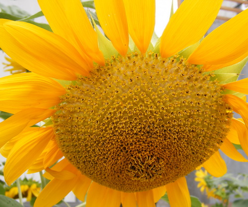 [sunflower14.jpg]