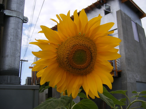 [sunflower10.jpg]