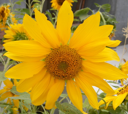 [sunflower11.jpg]