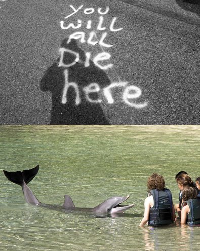 [die.here.dolphins.jpg]