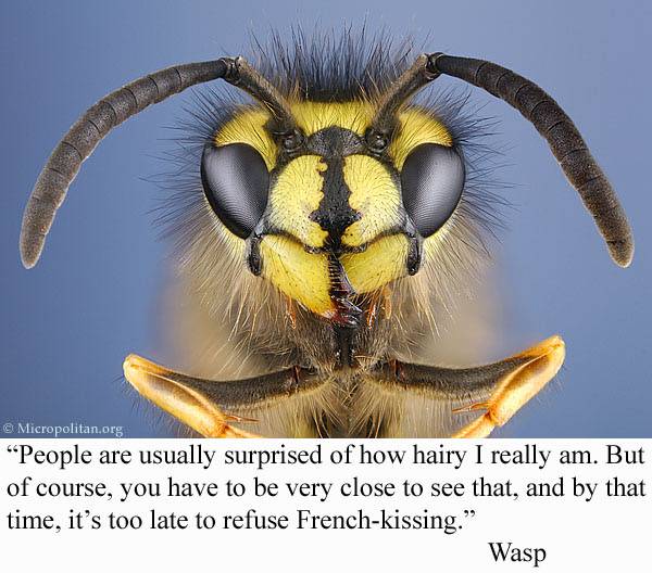 [wasp.jpg]