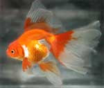 veiltail goldfish