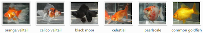 types of goldfish