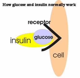 [glucose_insulin1.jpg]