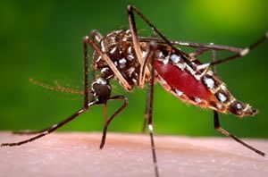 [Aedes-aegypti_300px.jpg]