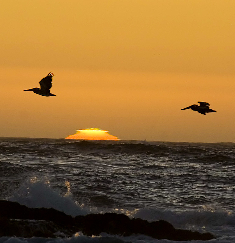 [sunset_pelicans_flying_9553.jpg]