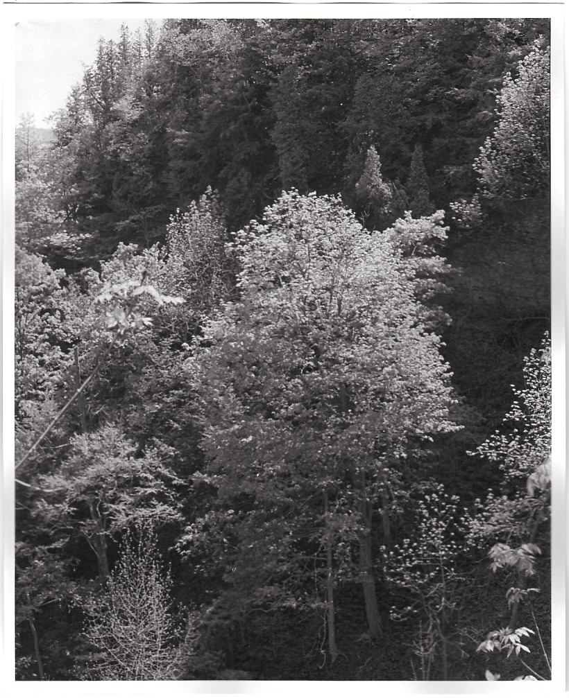 [Tree+in+Spencer+Gorge.jpg]