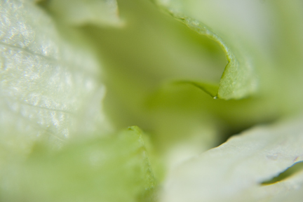 [lettuce.jpg]