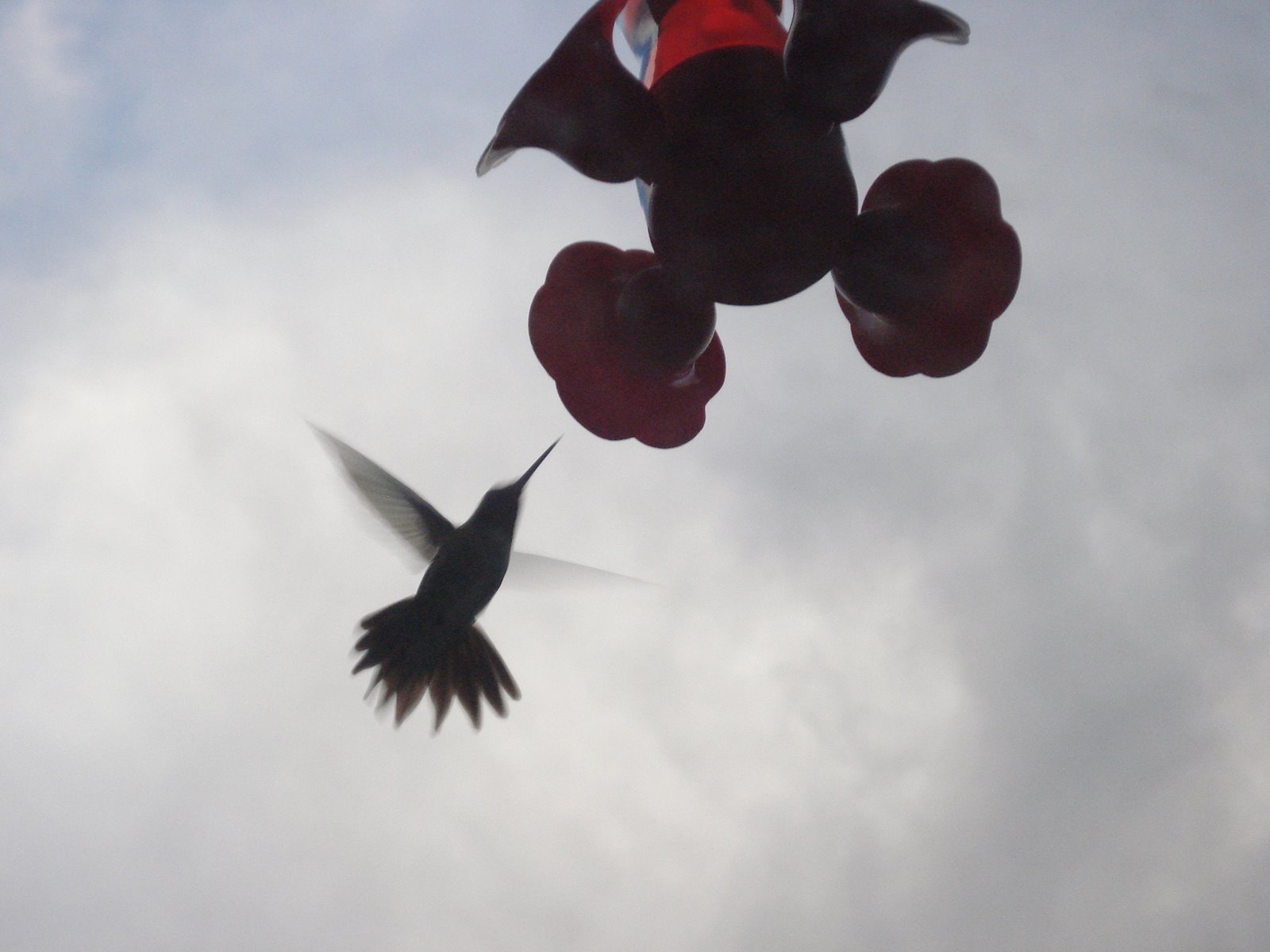 [hummingbirds+014.jpg]