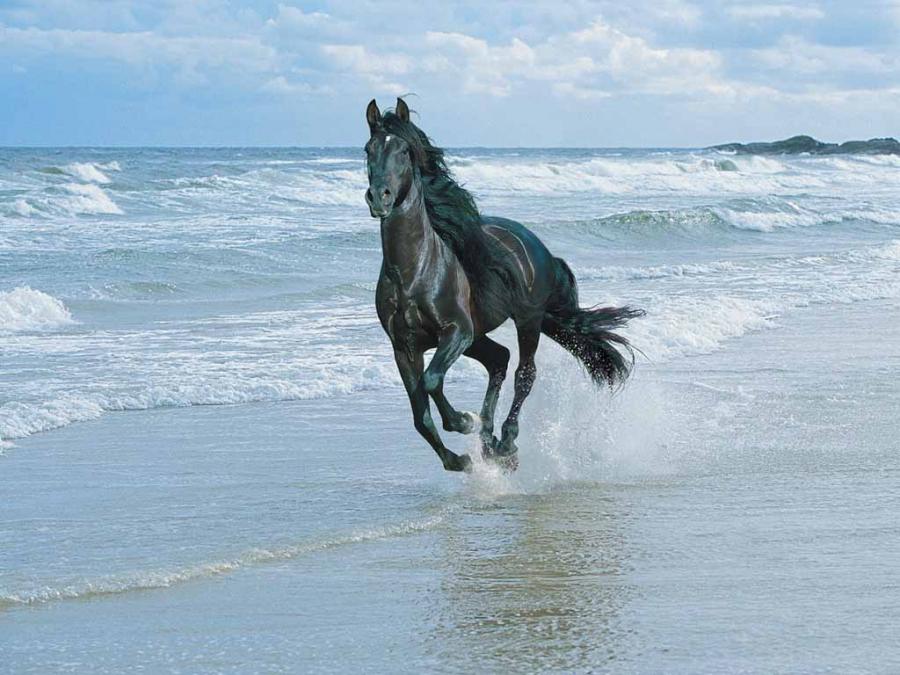 [freedom_black_horse_running_over_the_sea.jpg]