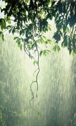 [Rain_Forest.jpg]