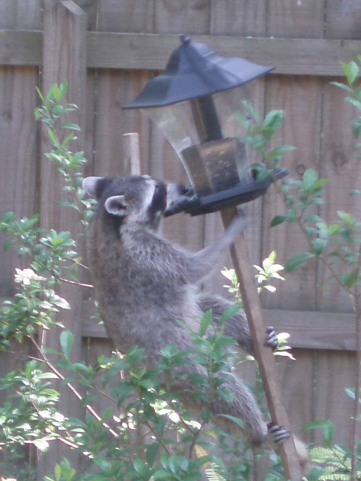 [our+backyard+visitor,+rascal+raccoon+062707.JPG]
