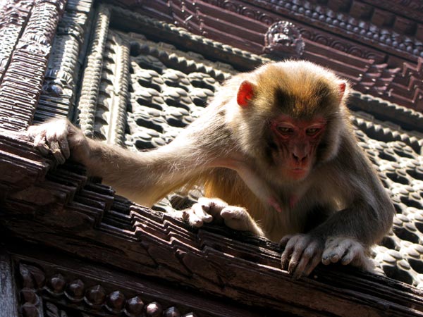 [Swayambhunath-Monkey-09smal.jpg]