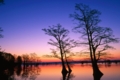 bald cypress trees at sunrise, reelfoot national wildlife refuge,tennessee