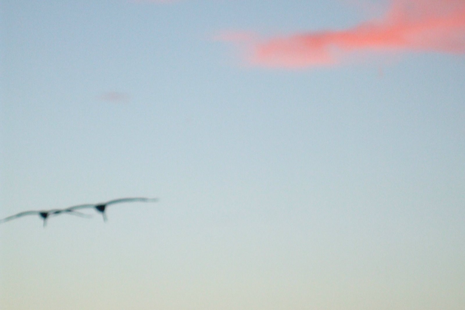 [pelicans+at+sunrise.jpg]
