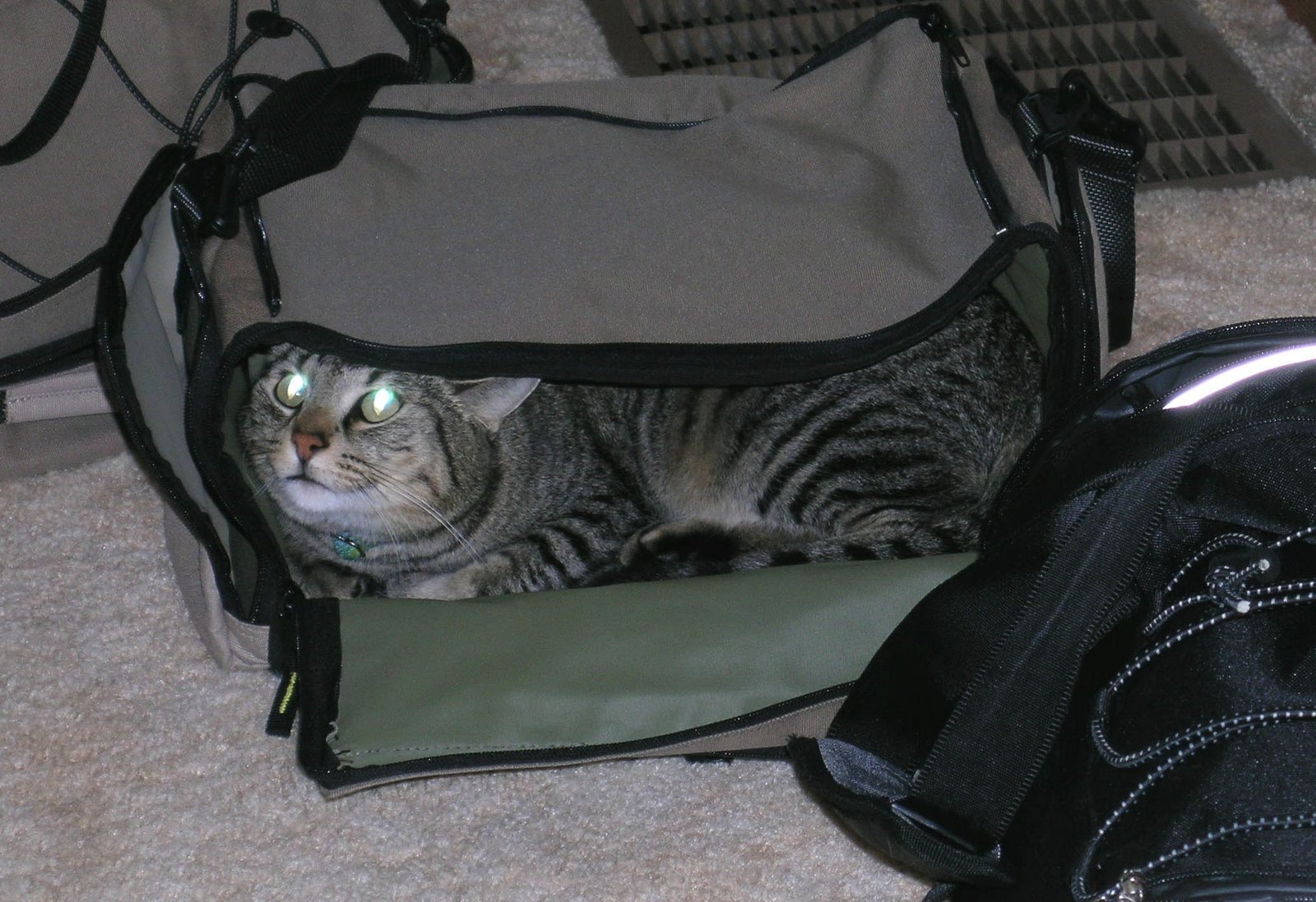 [cat+in+a+bag.jpg]