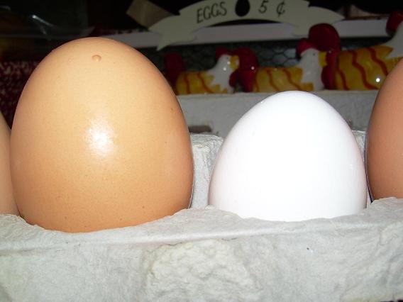 [eggs2.JPG]
