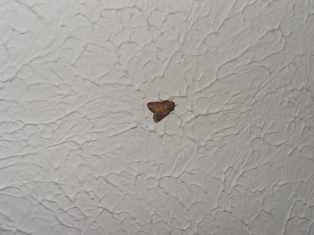 [bad+moth.JPG]