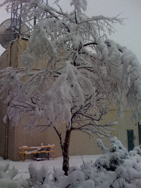 [snowy+tree.jpg]