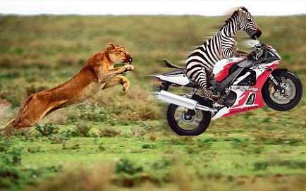 [zebra_motorcycle.jpg]