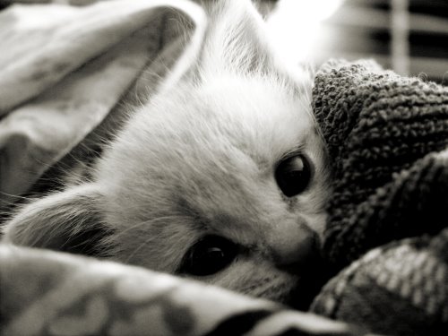 [Kitten_Smitten_by_lovelawlessly.jpg]