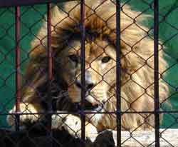 [caged_lion22.jpg]