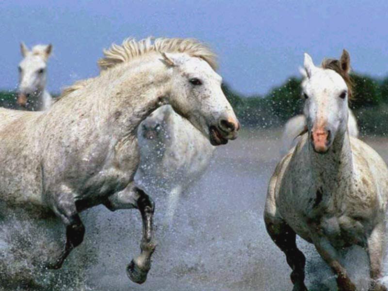 [running-horses.jpg]