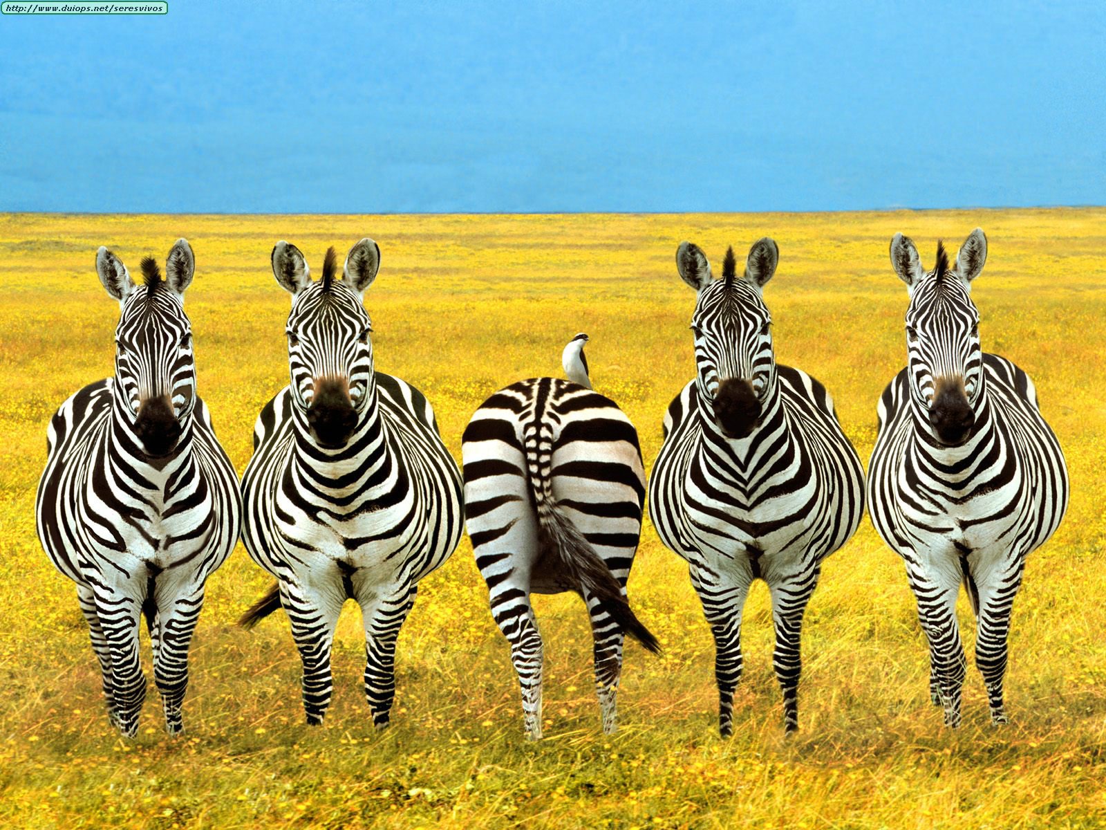 [Animals+Zebras_Dare+to+be+Different.jpg]