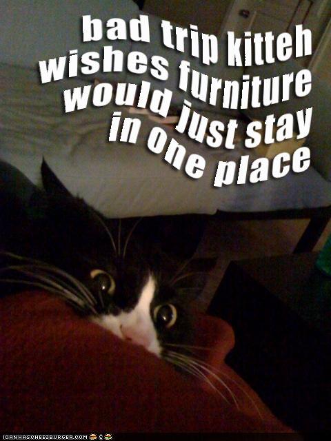 [funny-pictures-bad-trip-cat-bedroom.jpg]