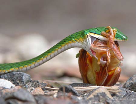 [parrot-snake-with-frog.jpg]