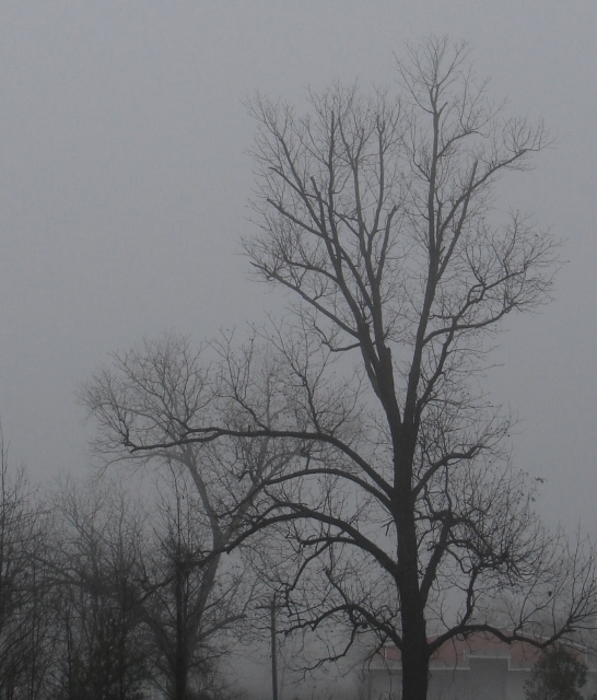 [022208+rain+and+fog+007.jpg]