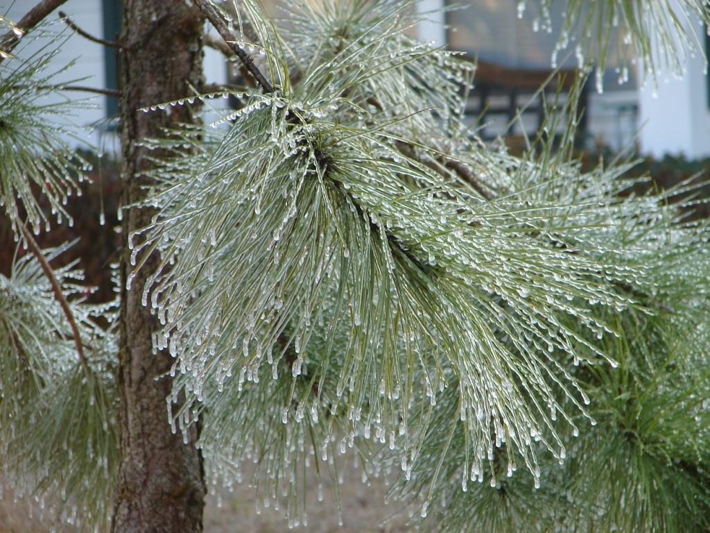 [021408+icicles+and+tree+005.jpg]