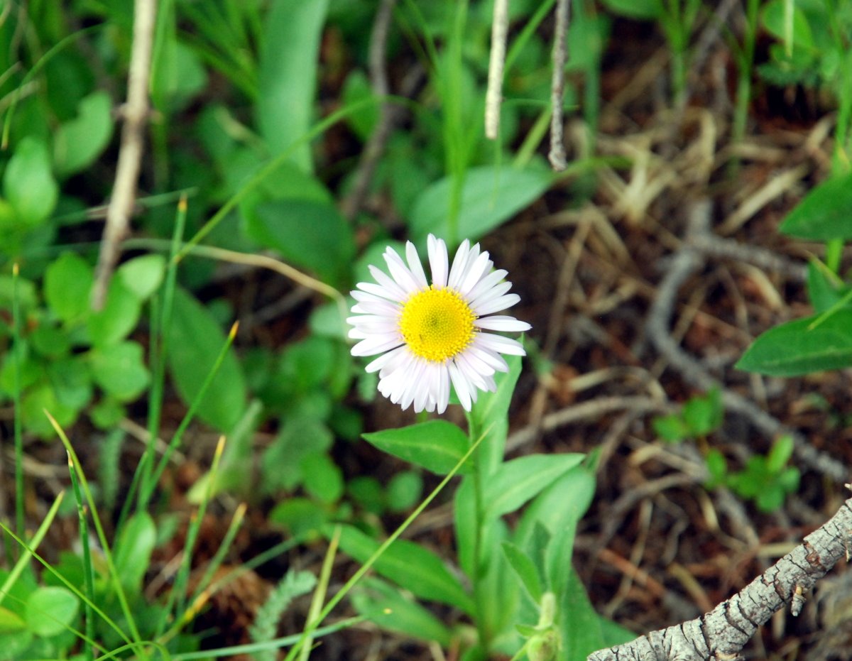 [woodland+daisy.JPG]