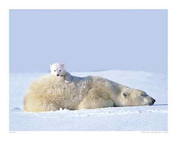 [20723~Polar-Bear-and-Cub-Manitoba-Canada-Posters.jpg]