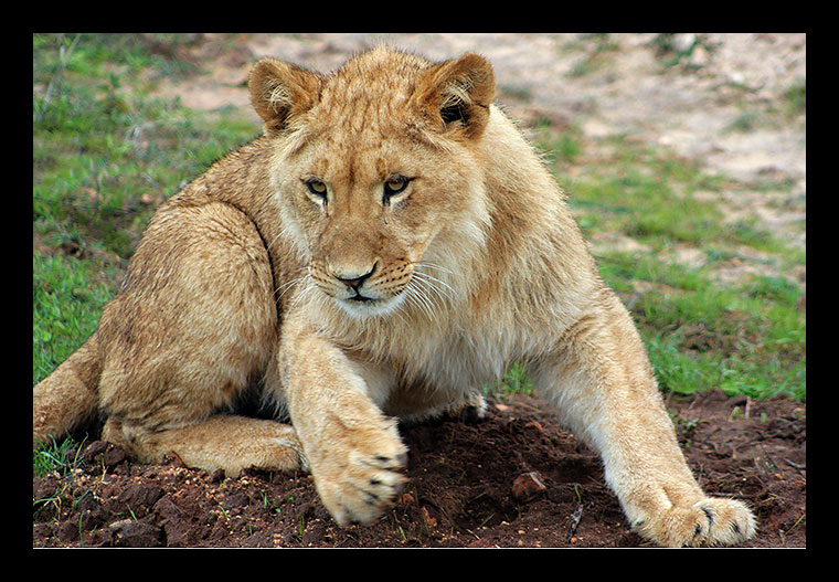 [Lion-cub.jpg]
