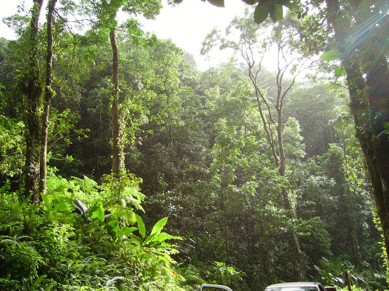 [800px-Tropical_forest.JPG]