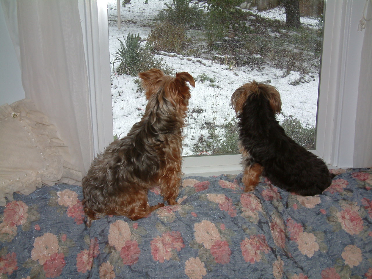 [07+Dec+Puppies+Watching+It+Snow+3.JPG]