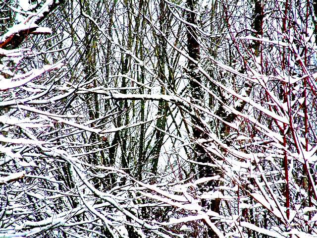 [2005-01+Snowy+Branches.JPG]