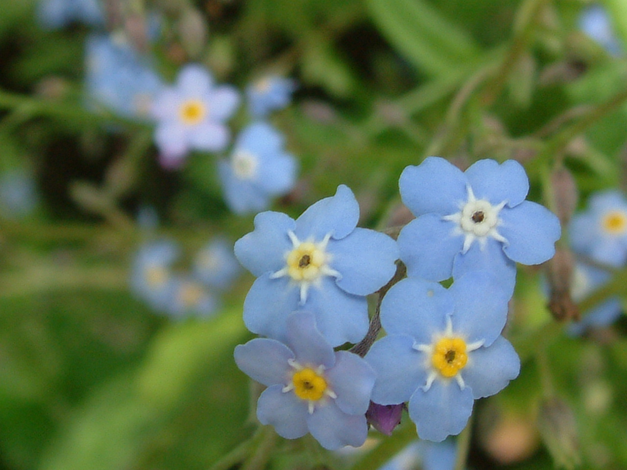 [2005+May+17+Forget-Me-Not.JPG]