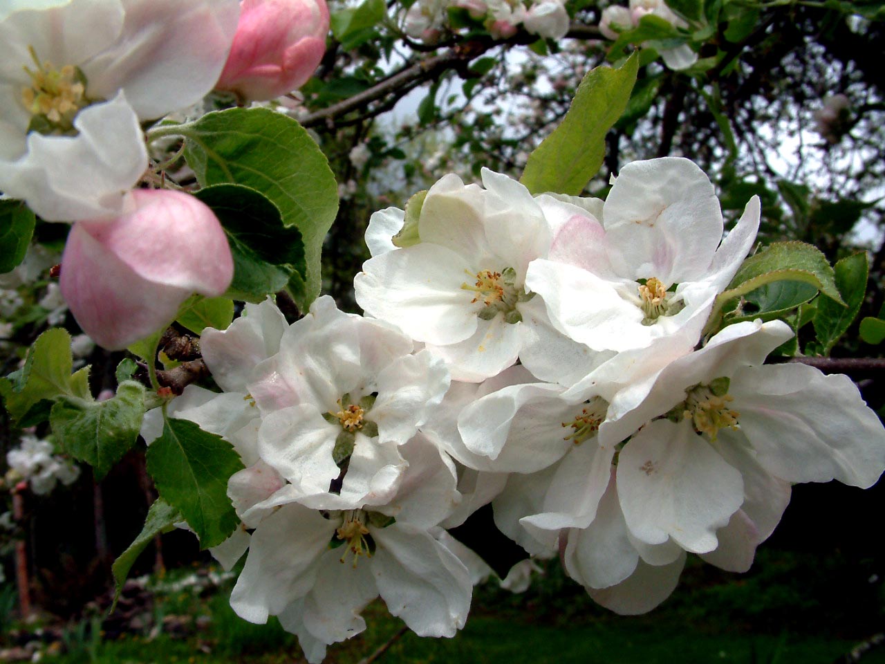 [2007-Apr+25+Apple+Blossoms+3.JPG]