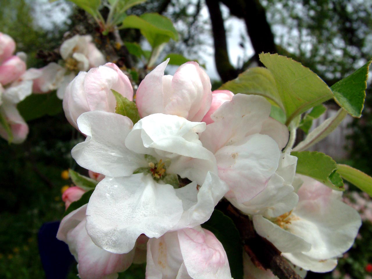 [2007-Apr+25+Apple+Blossoms+5.JPG]