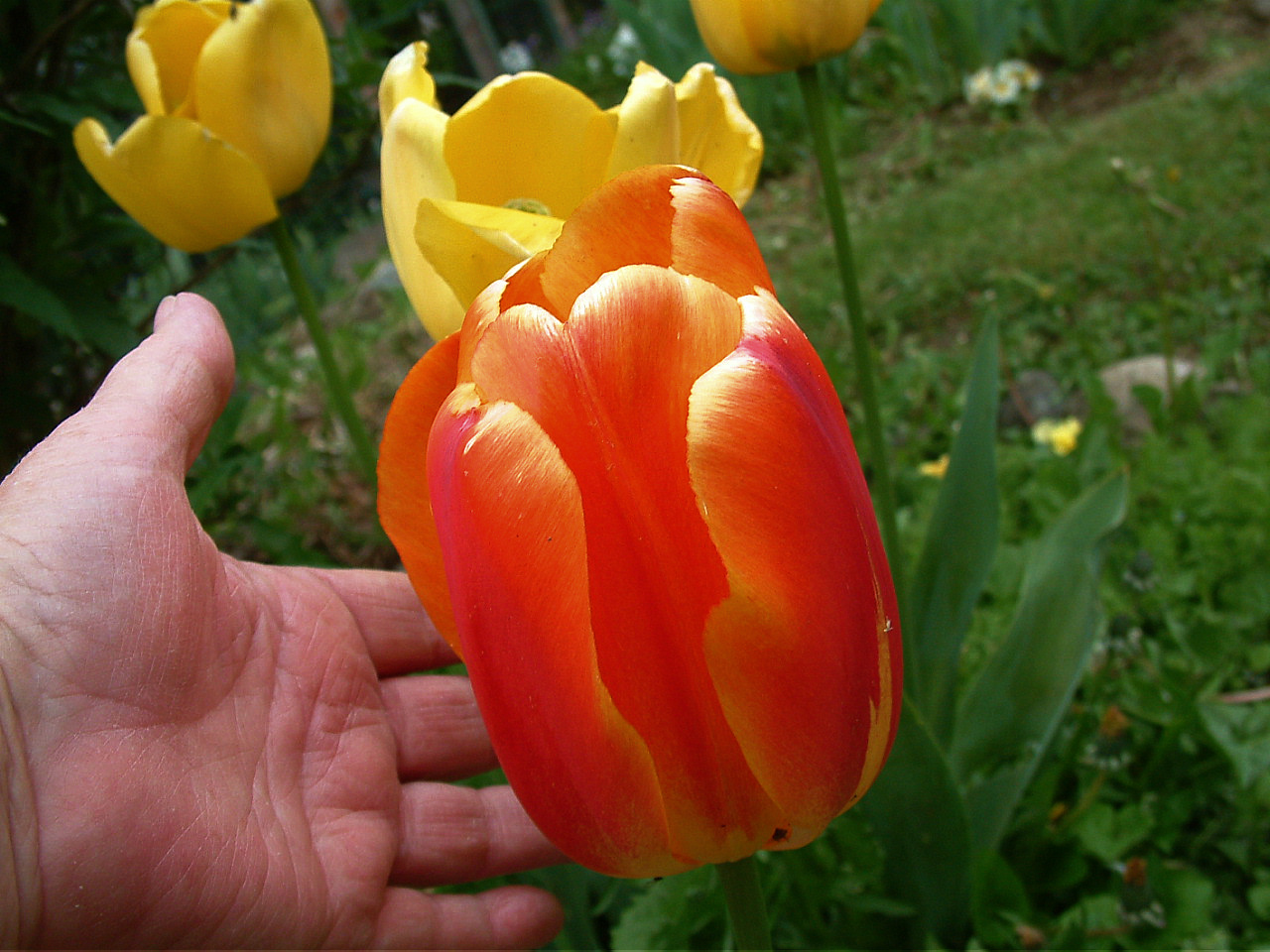 [2007-05+Tulip+4.jpg]
