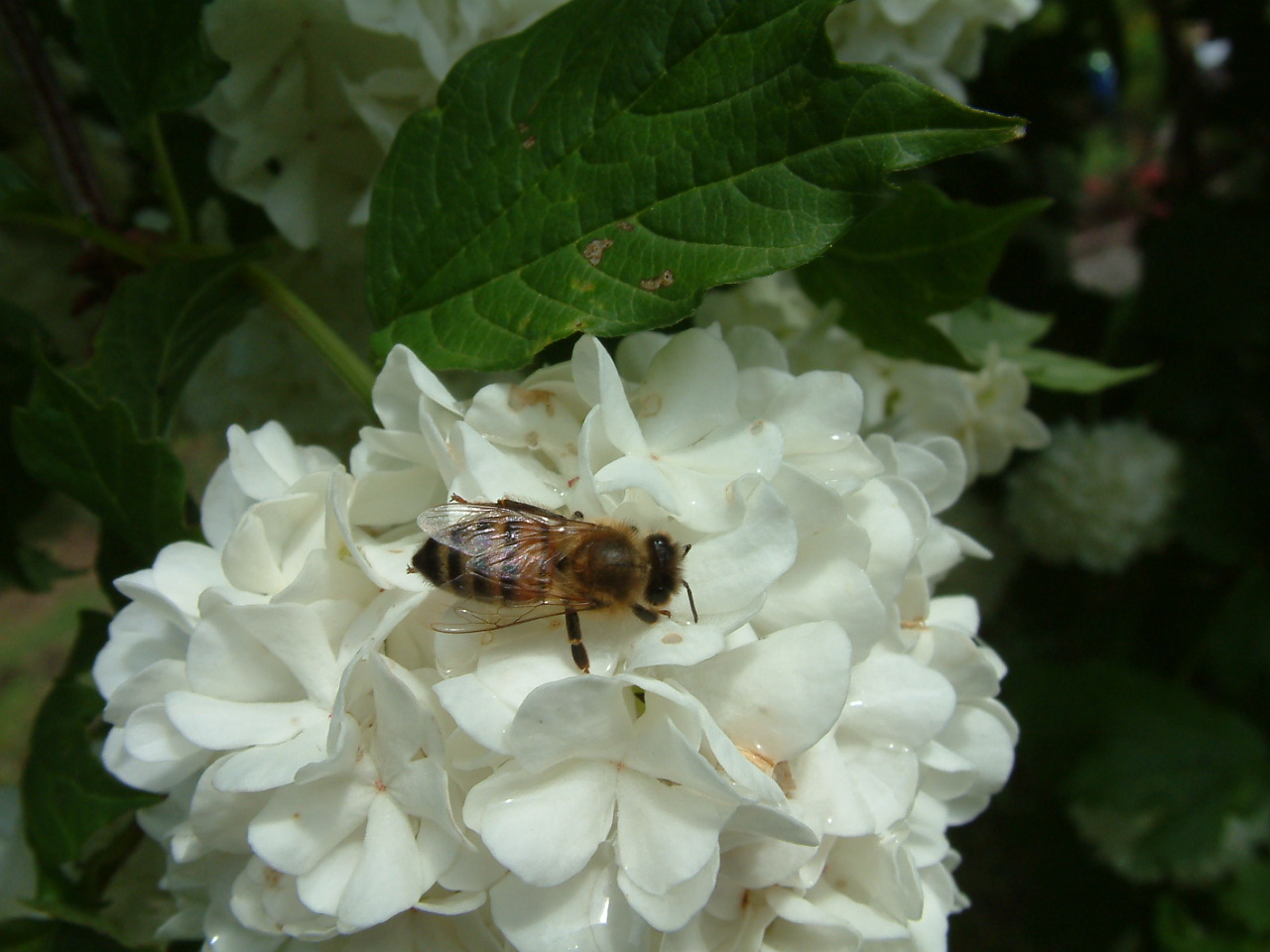 [07-05+Honeybug+&+Snowball.jpg]