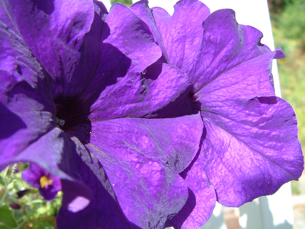 [08+Jul+#1+Purple+Petunia.JPG]