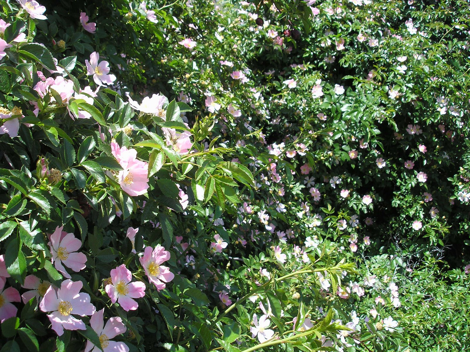 [wild+rose+bushes.JPG]