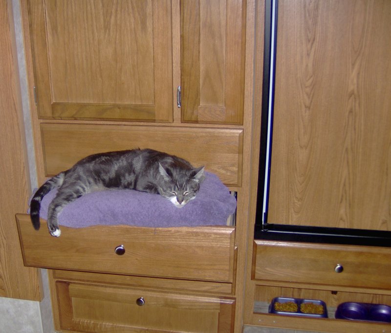 [cat_drawer.jpg]